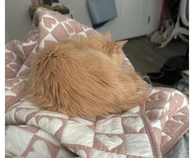 A cat sleeps on a patterned blanket, with a humorous tweet about the cat hiding in a mattress and snoring loudly
