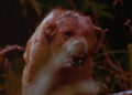 Dog snarling in grass in "The Pack"