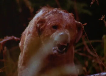 Dog snarling in grass in "The Pack"