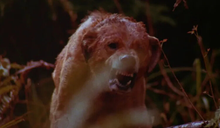 Dog snarling in grass in "The Pack"
