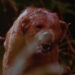 Dog snarling in grass in "The Pack"