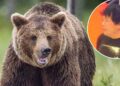 Beloved Professional Wrestling Referee Killed in Horrifying Bear Attack