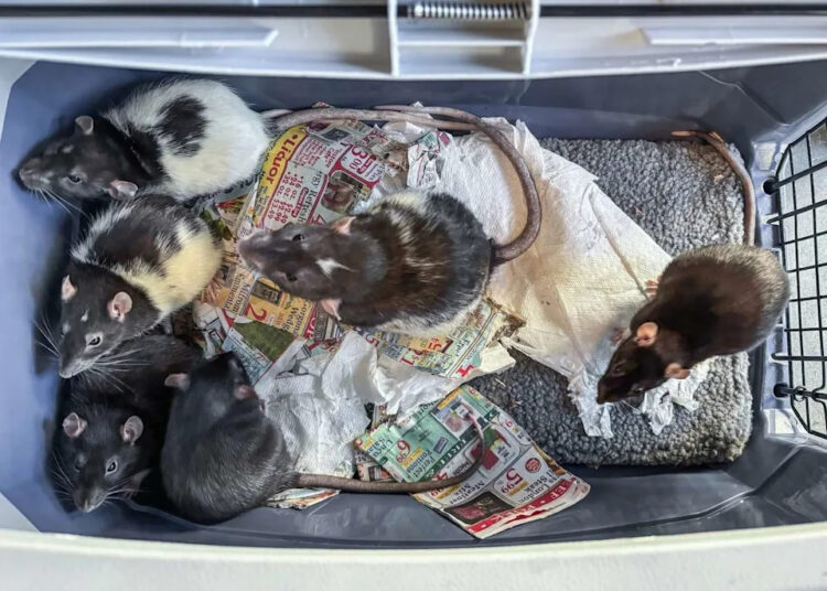 The rats that Sara Horwitz worked with as a rat handler on the set of "The Walking Dead" are owned by her friend Mark Lotterhand, who worked on the show eight times. (Courtesy of Sara Horwitz)