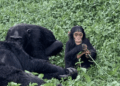 Chimpanzees And Human Kids Both Love A Bit of Gossip, Study Finds – National Enquirer