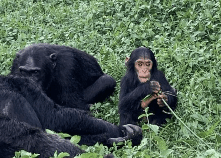 Chimpanzees And Human Kids Both Love A Bit of Gossip, Study Finds – National Enquirer