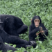 Chimpanzees And Human Kids Both Love A Bit of Gossip, Study Finds – National Enquirer