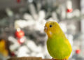 Cute Green-Cheeked Parakeet Dancing to Taylor Swift Is Also in Her Showgirl Era