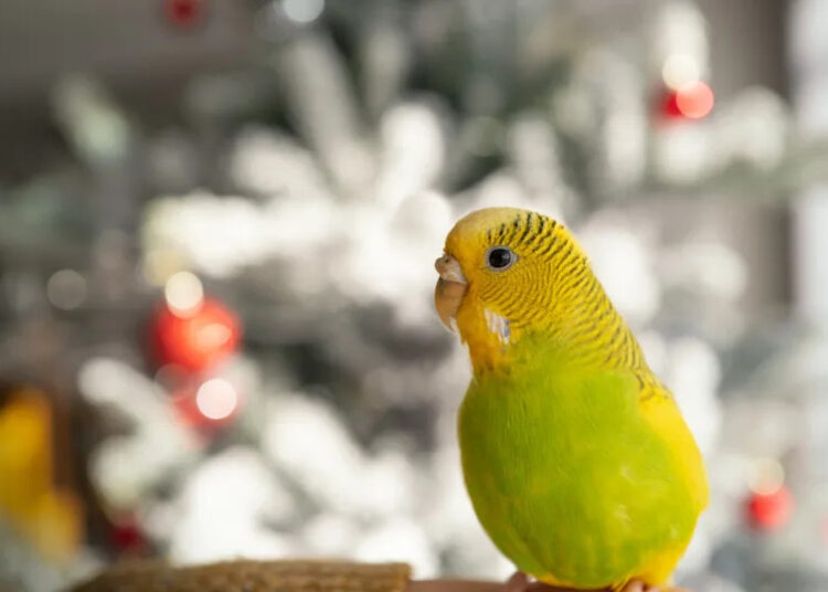 Cute Green-Cheeked Parakeet Dancing to Taylor Swift Is Also in Her Showgirl Era