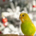 Cute Green-Cheeked Parakeet Dancing to Taylor Swift Is Also in Her Showgirl Era