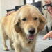 Diane Keaton/instagram Diane Keaton with her dog in her final Instagram post in April.