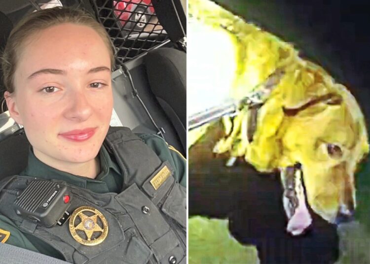 Hero Dog Named Eeyore Saves Florida Woman By Helping Cops Locate Her Following Fall in Florida – Globe Magazine