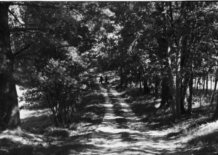 Inspired by love and very sweet wine, In Flight Entertainment releases their first single "Blackened Pines"