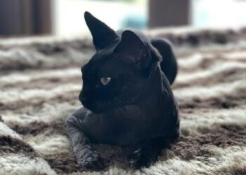 Katie owned two Sphynx cats named Dobby and Hagrid after the characters from Harry Potter (Hagrid pictured)