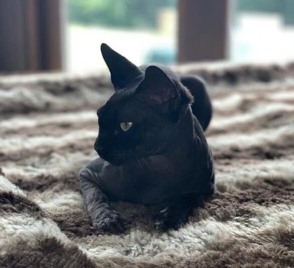 Katie owned two Sphynx cats named Dobby and Hagrid after the characters from Harry Potter (Hagrid pictured)