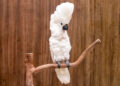 Murilo Mazzo&sol;Shutterstock