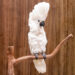 Murilo Mazzo&sol;Shutterstock