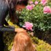Meghan Markle and Princess Lilibet tend to a rose garden