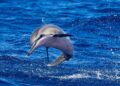 Mexico bans use of captive marine mammals for entertainment