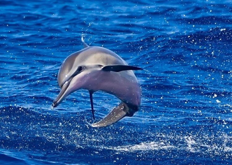 Mexico bans use of captive marine mammals for entertainment