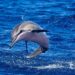 Mexico bans use of captive marine mammals for entertainment