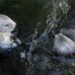 Monterey Bay Aquarium banks on Taylor Swift sea otter shirts
