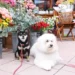 Paw stars: Four-legged actors steal the show from humans in new movies and series