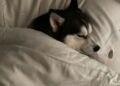 Elvis Osbourne sleeping in the Osbourne family bed, shared in a photo on Instagram