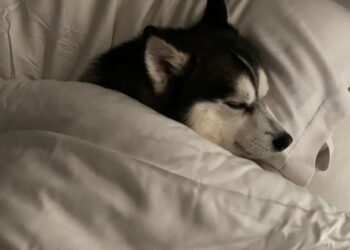 Elvis Osbourne sleeping in the Osbourne family bed, shared in a photo on Instagram