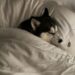 Elvis Osbourne sleeping in the Osbourne family bed, shared in a photo on Instagram