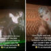 <a href="https://www.tiktok.com/@mumkey_loveer/video/7557562454633352479" rel="nofollow noopener" target="_blank" data-ylk="slk:@mumkey_loveer/TikTok;elm:context_link;itc:0;sec:content-canvas" class="link ">@mumkey_loveer/TikTok</a>