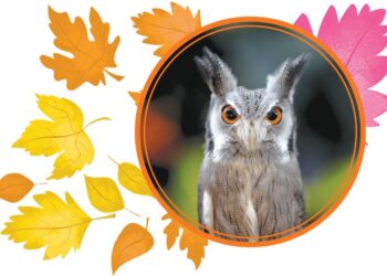 Top spooky season events in Pittsburgh - Pittsburgh City Paper