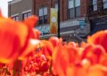 Tulip Time Festival announces new events, entertainment lineup for 2026