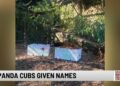 Utica Zoo Names New Red Panda Cubs | Entertainment