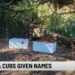 Utica Zoo Names New Red Panda Cubs | Entertainment