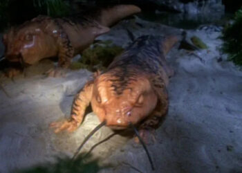 Tom Paris and Captain Janeway have transformed into big pink salamanders on Star Trek: Voyager