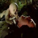A fanged baby attacking a man in a park in It's Alive