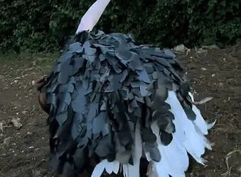 Woman Turns Everyday Trash Into Hilarious Ostrich Costume for Last-Minute Party