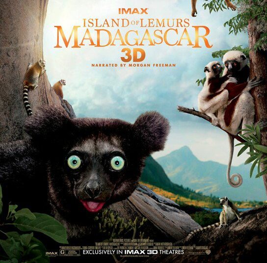 World Lemur Day in IMAX!
