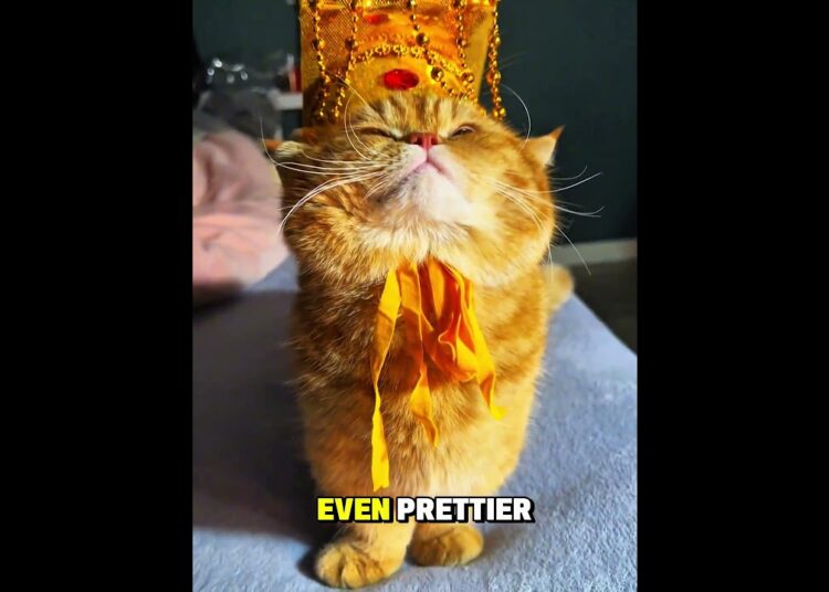 This Cat Thinks She’s Royalty 😊❤️ #shorts