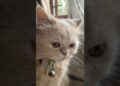 The Royalty | dollarubal #cat