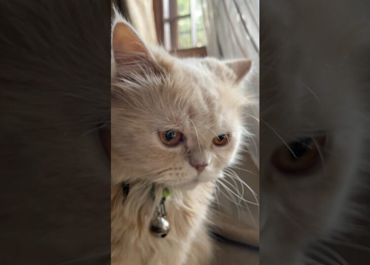 The Royalty | dollarubal #cat