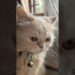 The Royalty | dollarubal #cat