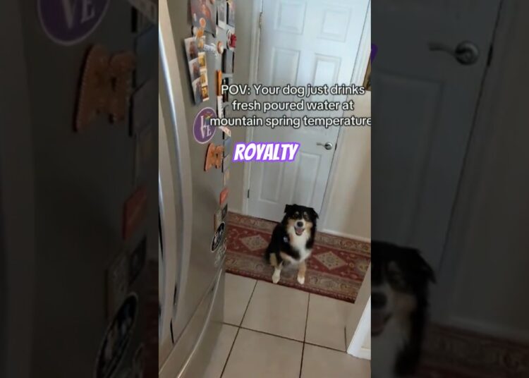 My dog thinks she’s Royalty. #dogs #royal #freshwater #approved #dogmom