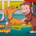 Hundley is Royalty!? 🐵 Curious George 🐵 Kids Cartoon 🐵 Kids Movies