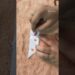 paper boat 🚢⛵//short video # Art and craft with akshita soni