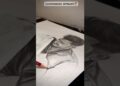Commission Drawing #drawing #art #shorts
