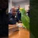 👉 “Talking Parrot Spills Office Gossip During Coffee Break ☕🦜  Police Comedy Short