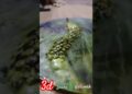 3d snake 🐍 artwork #shorts #shortvideo #art #artist #3dart #resinart