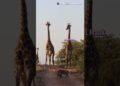 Giraffe Gossip 🦒