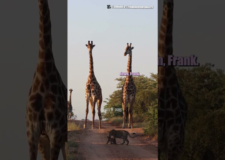 Giraffe Gossip 🦒